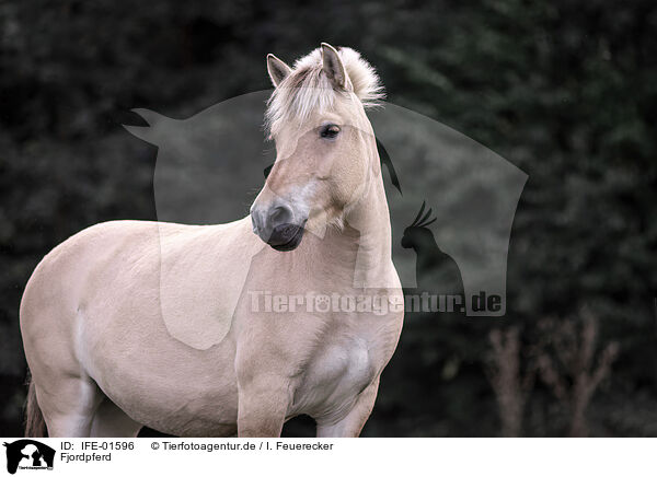 Fjordpferd / Fjord horse / IFE-01596