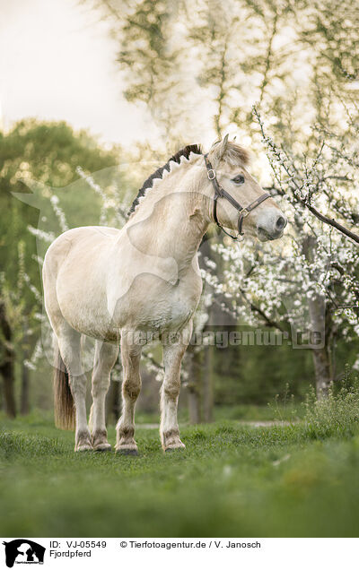 Fjordpferd / Fjord Horse / VJ-05549