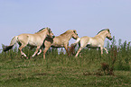 rennende Pferde