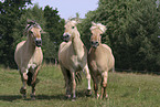 3 Pferde im Trab