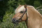 Hengst Skagen Portrait