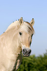 Fjordpferd Portrait