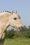 Fjordpferd Portrait