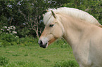 Fjordpferd Portrait