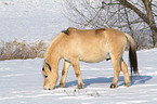 Fjordpferd