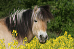 Fjordpferd Portrait