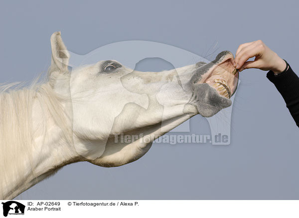 Araber Portrait / arabian horse portrait / AP-02649