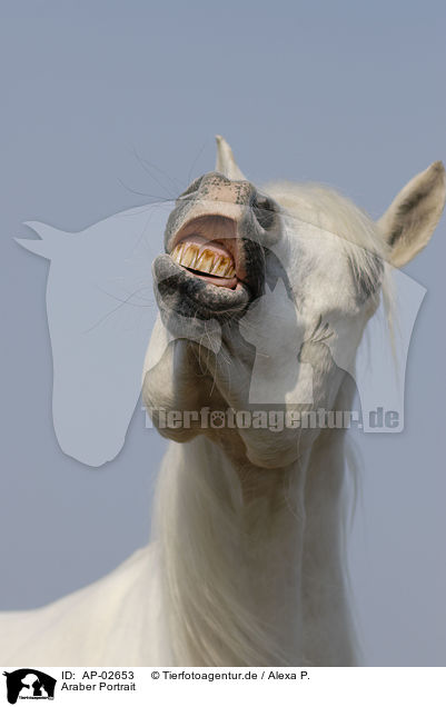 Araber Portrait / arabian horse portrait / AP-02653