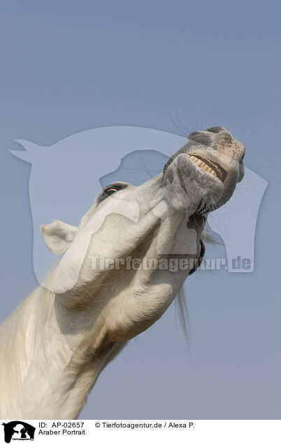 Araber Portrait / arabian horse portrait / AP-02657