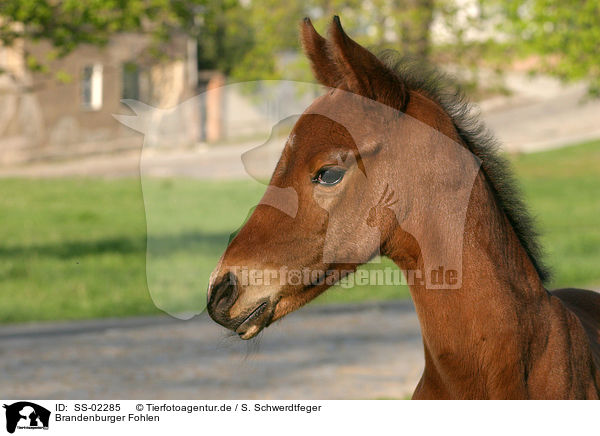 Brandenburger Fohlen / Brandenburgian horse foal / SS-02285