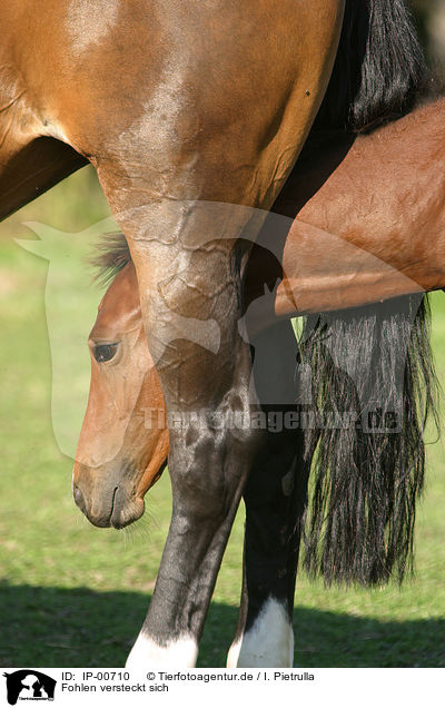 Fohlen versteckt sich / hiting foal / IP-00710