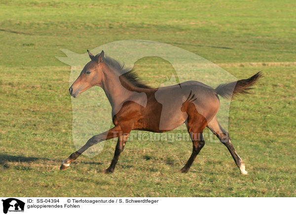 galoppierendes Fohlen / galloping foal / SS-04394