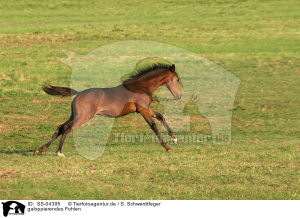 galoppierendes Fohlen / galloping foal / SS-04395