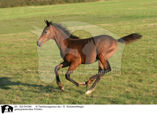 galoppierendes Fohlen / galloping foal / SS-04396