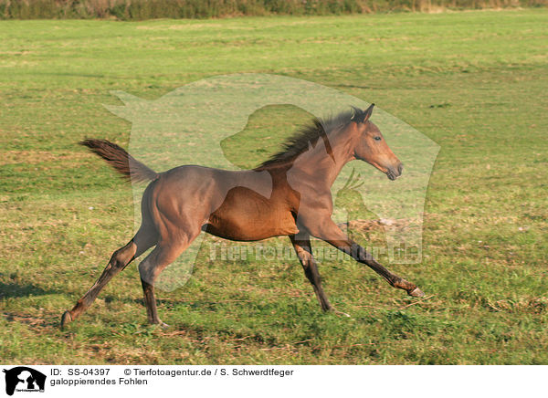 galoppierendes Fohlen / galloping foal / SS-04397