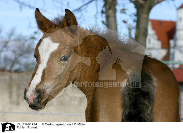 Fohlen Portrait / foal portrait / PM-01794