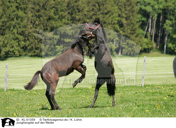 Junghengste auf der Weide / playing young horses / KL-01359