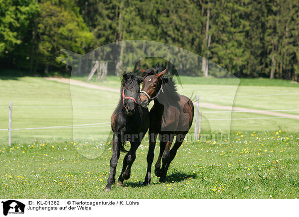 Junghengste auf der Weide / playing young horses / KL-01362
