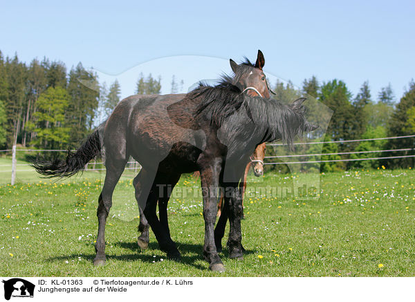 Junghengste auf der Weide / playing young horses / KL-01363