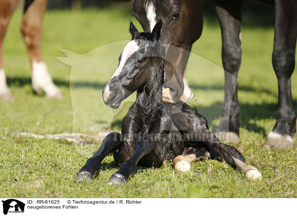 neugeborenes Fohlen / newborn foal / RR-61625