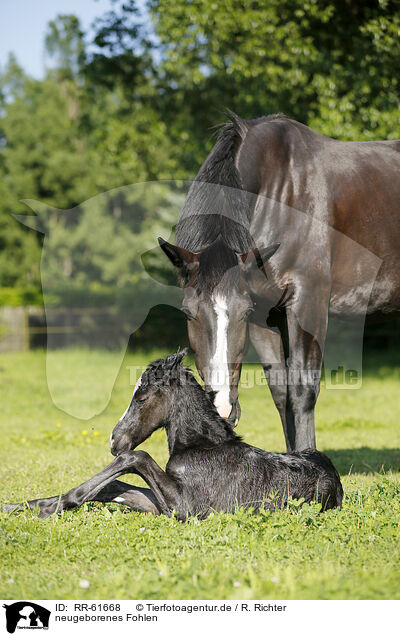 neugeborenes Fohlen / newborn foal / RR-61668