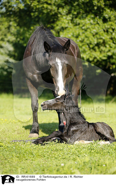 neugeborenes Fohlen / newborn foal / RR-61689