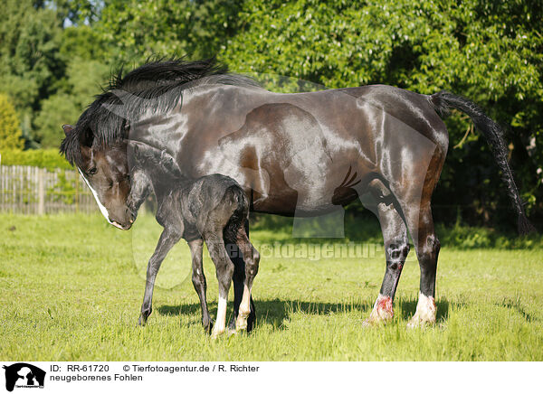 neugeborenes Fohlen / newborn foal / RR-61720
