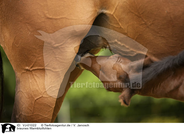 braunes Warmblutfohlen / brown wamblood foal / VJ-01022