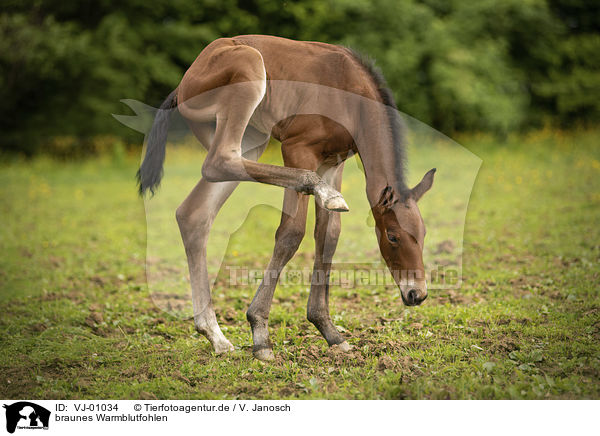 braunes Warmblutfohlen / brown wamblood foal / VJ-01034