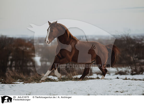 Frederiksborger / Frederiksborger / AA-01675