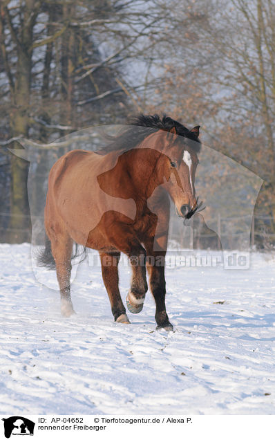 rennender Freiberger / running Freiberger / AP-04652