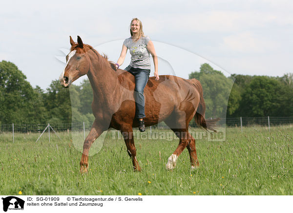 reiten ohne Sattel und Zaumzeug / riding without tack / SG-01909