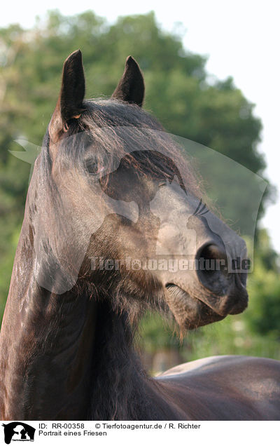 Portrait eines Friesen / Friesian Horse Portrait / RR-00358