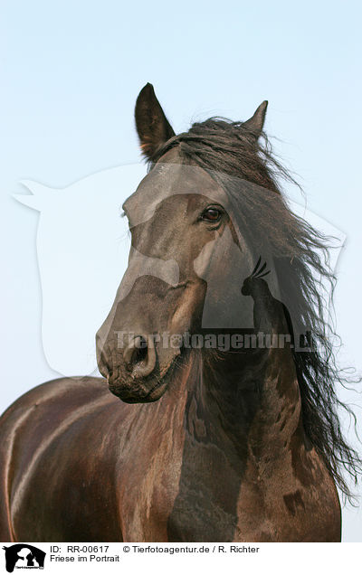 Friese im Portrait / Friesian Horse Portrait / RR-00617