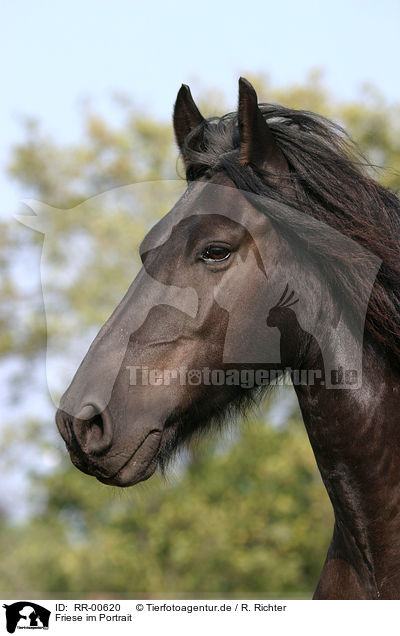 Friese im Portrait / Friesian Horse Portrait / RR-00620