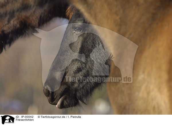 Friesenfohlen / frisian foal / IP-00042