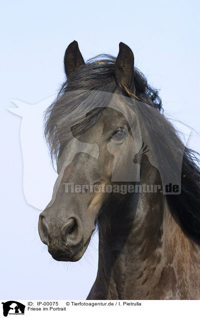 Friese im Portrait / Friesian Horse Portrait / IP-00075