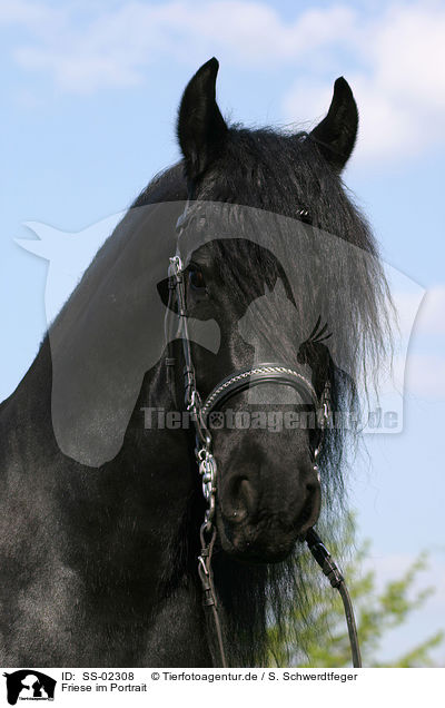 Friese im Portrait / Friesian Horse Portrait / SS-02308