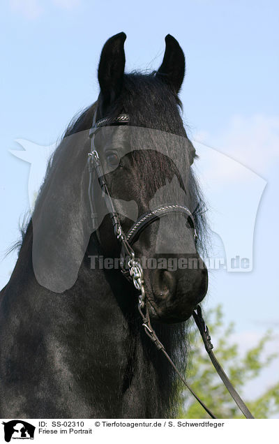 Friese im Portrait / Friesian Horse Portrait / SS-02310