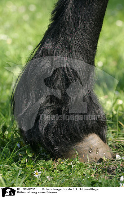 Ktenbehang eines Friesen / hoof of a Friesian horse / SS-02313