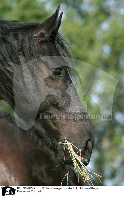 Friese im Portrait / Friesian Horse Portrait / SS-02720