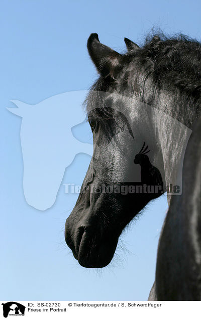 Friese im Portrait / Friesian Horse Portrait / SS-02730