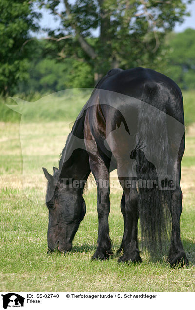 Friese / Frisian horse / SS-02740