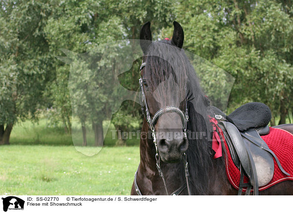 Friese mit Showschmuck / Friesian Horse / SS-02770