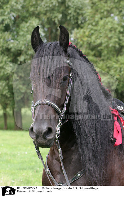 Friese mit Showschmuck / Friesian Horse / SS-02771