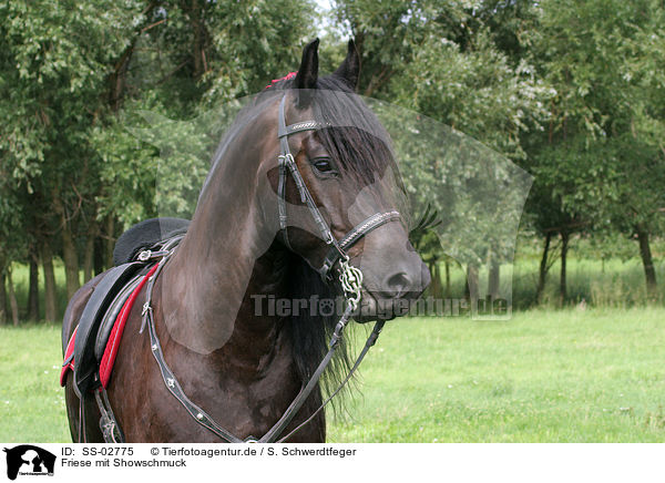 Friese mit Showschmuck / Friesian Horse / SS-02775