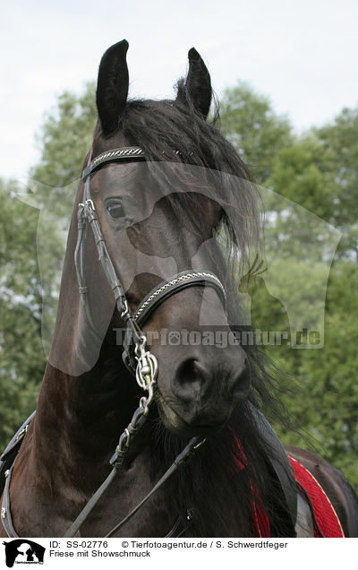 Friese mit Showschmuck / Friesian Horse / SS-02776