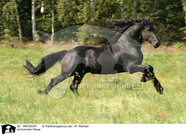 rennender friese / running friesian / RR-06391