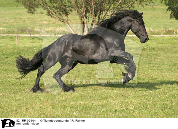 rennender friese / running friesian / RR-06404