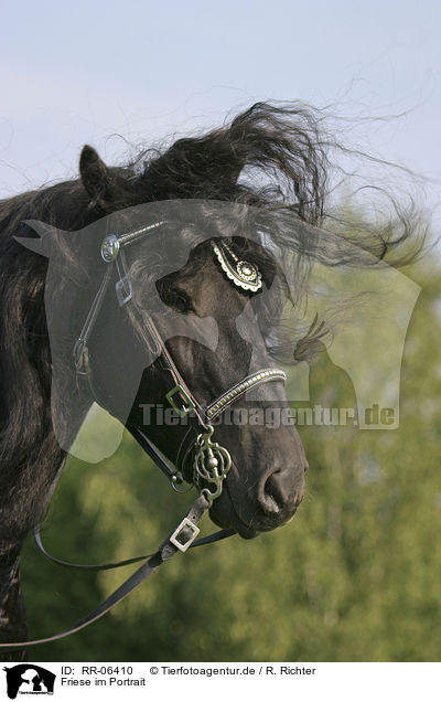 Friese im Portrait / friesian portrait / RR-06410